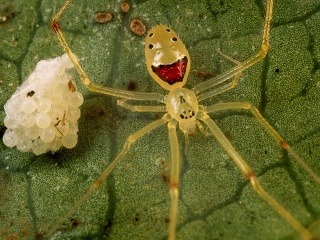 Neznášate pavúky? Existuje jeden,