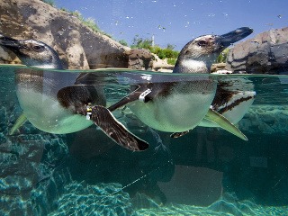 Tučniak sa z akvária