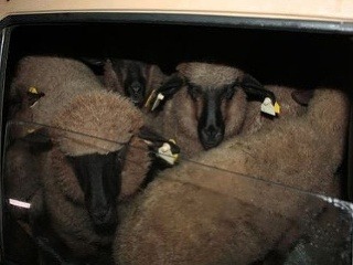 Verili by ste, že sa do škodovky zmestí 15 oviec?