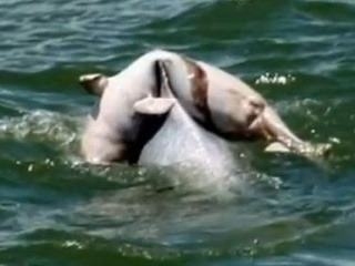 Dojemné VIDEO: Delfín ukázal