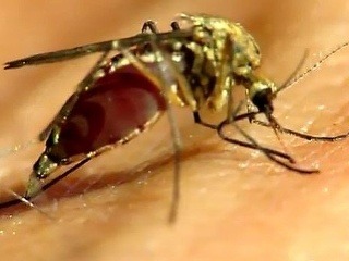 Jedinečné VIDEO komára, ako