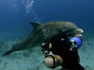 Frustrujúce VIDEO Nadržaný delfín