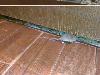 Táto myš sa zatúlala