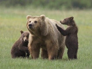 Útočila zúrivá medvedica: Horehrončana
