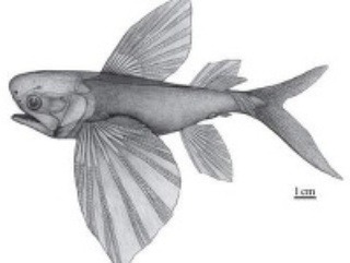 Potanichthys xingyiensis - lietajúca