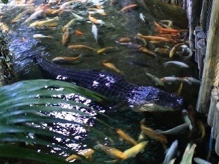 Tropický raj v Budapešti: