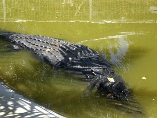 Najväčší krokodíl v zajatí