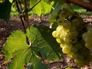 Frešo: Likvidácia vinohradov berie