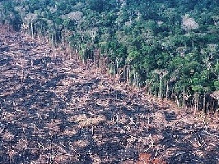 Amazónsky prales mizne, vyrúbali