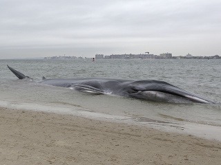 Veľryba uviaznutá na pláži