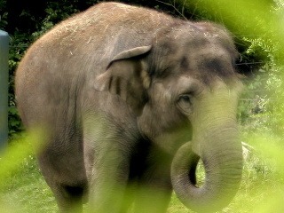 Poranený slon zabíjal: Usmrtil