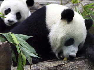 Ohrozené pandy budú zachraňovať