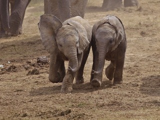 Slony v Addo Elephant