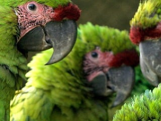Papagáj spôsobil poplach: Napodobňoval