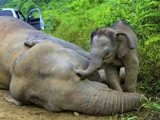 Srdcervúce FOTO sloníčaťa: Zúfalo