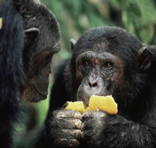 Šimpanzy bonobo sa dobrovoľne