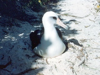 Albatros laysanský