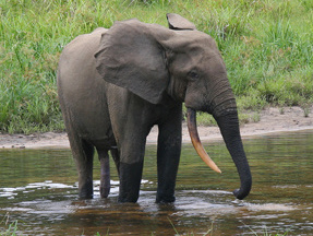 Slon pralesný