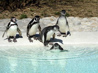 Košické tučniaky si už