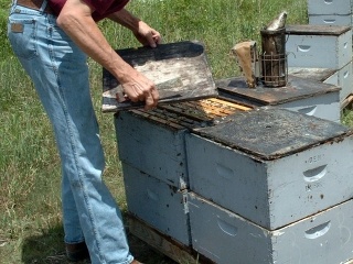 Prvý verejný včelí úľ