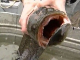 New York terorizuje ryba