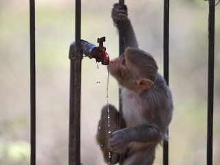 Opice pijú vodu v