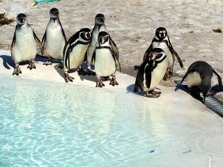 Košické tučniaky si už