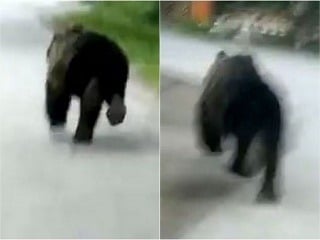 Medvedia hrozba v Námestove: