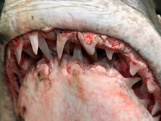 Rybár ulovil žraloka mako