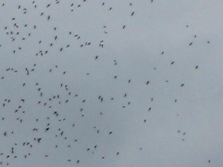 Nemcov sužuje ďalší problém: