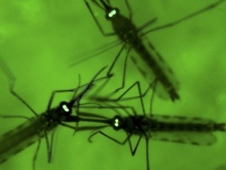 Invázia komárov zasiahne pol