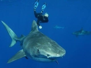 10 faktov o žralokoch,