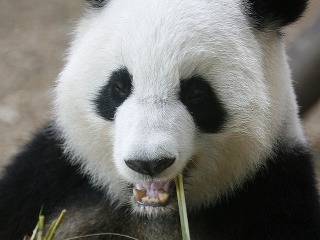 Panda Lun Lun si