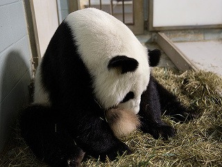 Panda v zoo v