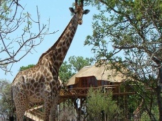 Zobudiť sa v korunách