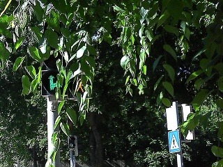 Strom prekrýva semafor na