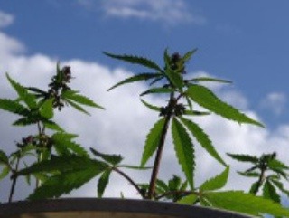 Kozmetika s obsahom konope: