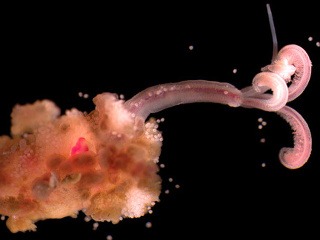 Vedci objavili podivné červy: