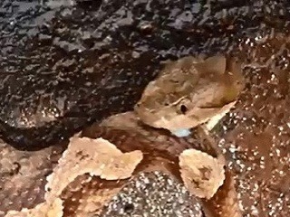 Nevšedné VIDEO: Had s