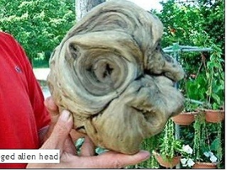 Údajná hlava mimozemšťana vykopaná
