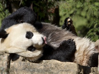 Panda Mei Xiang porodila
