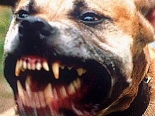 Strašná smrť: Túlaví psi