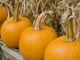 Tekvica je aktuálna delikatesa: