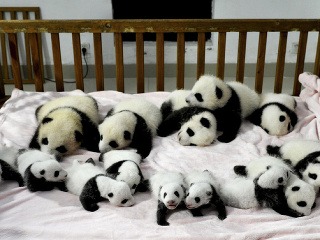 Mláďatká pandy oddychujú v