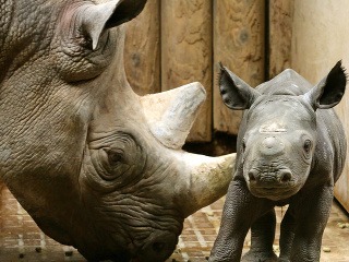 Dvojdňové mláďa čierneho nosorožca