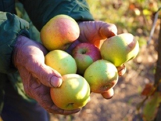 Vašu úrodu jabĺk môžete