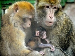 Rodine makakov magotov v