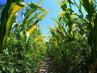 Panika na internete: Európa