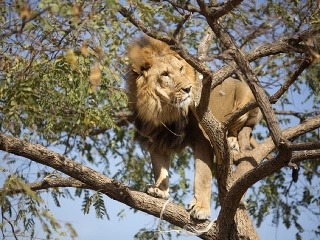 Africký lev stojí na