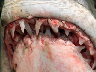 Rybár ulovil žraloka mako